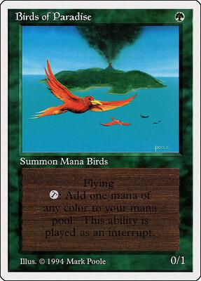Birds of Paradise