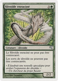 Root Sliver (French) - "Slivoïde enraciné"