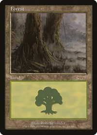 Forest (2003)