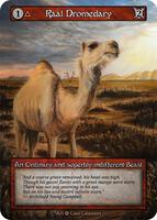 Raal Dromedary — Alpha