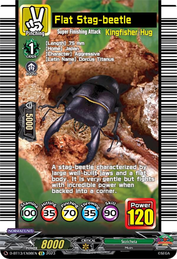 Flat Stag-beetle