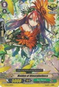 Maiden of Dimorphotheca